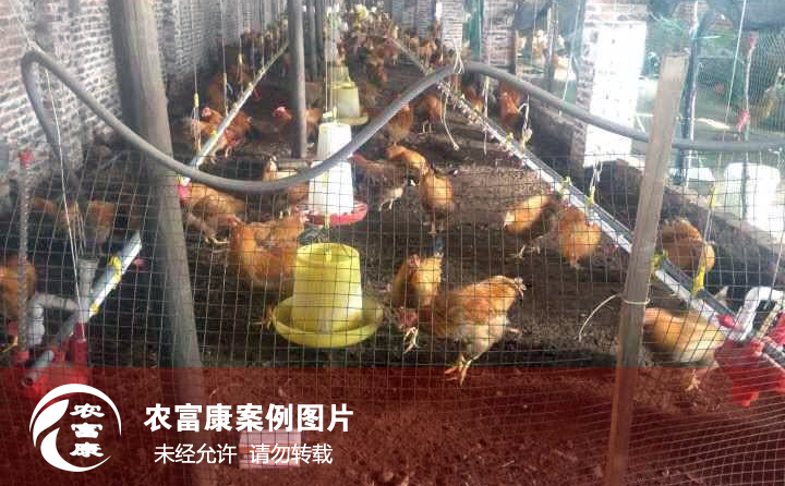 農富康發(fā)酵床養(yǎng)雞圖片
