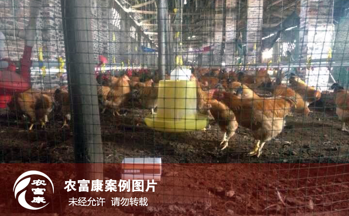 農富康發(fā)酵床養(yǎng)雞圖片