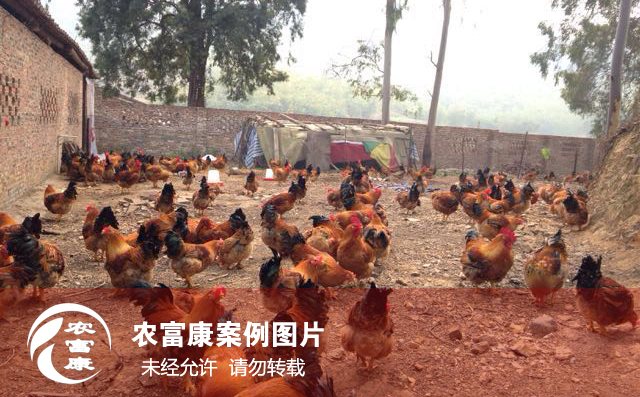 農富康發(fā)酵床養(yǎng)雞圖片