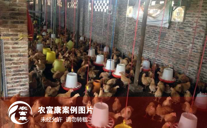 農富康發(fā)酵床養(yǎng)雞圖片