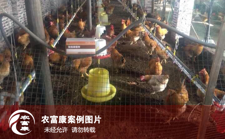 農富康發(fā)酵床養(yǎng)雞圖片
