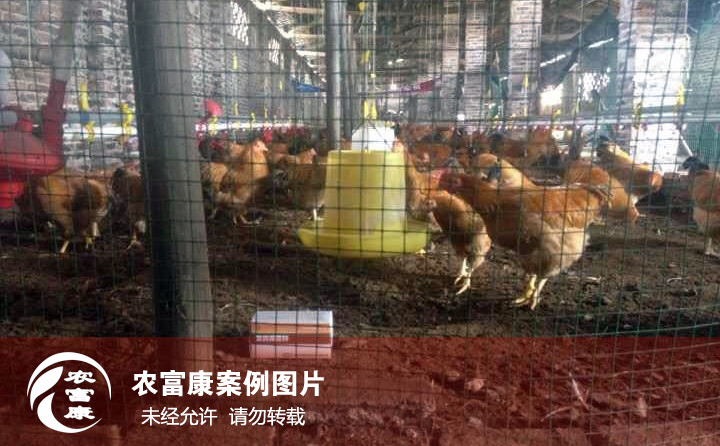 農富康發(fā)酵床養(yǎng)雞圖片