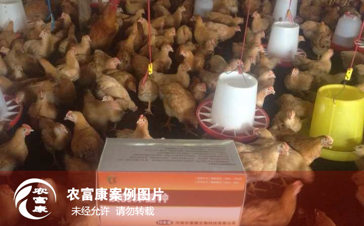 農富康發(fā)酵床養(yǎng)雞圖片
