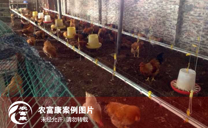 農富康發(fā)酵床養(yǎng)雞圖片