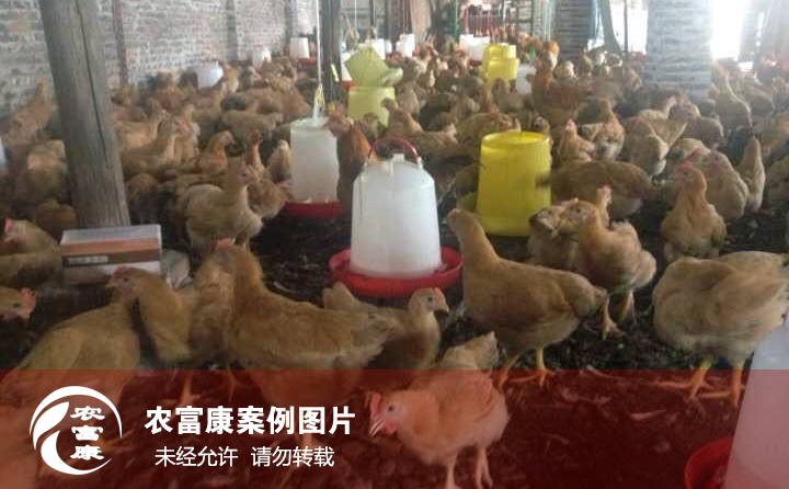 農富康發(fā)酵床養(yǎng)雞圖片