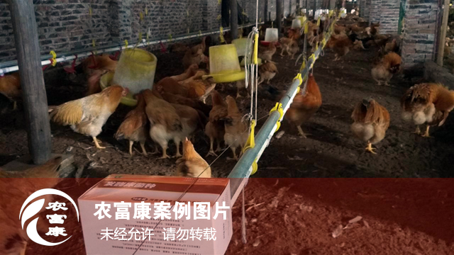 農富康發(fā)酵床養(yǎng)雞圖片