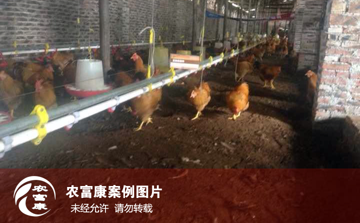 農富康發(fā)酵床養(yǎng)雞圖片