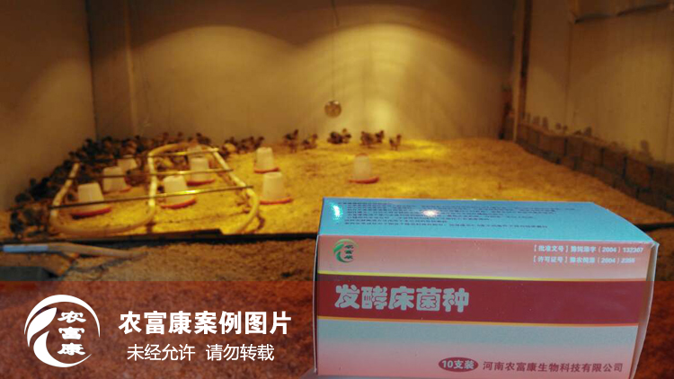 農富康發(fā)酵床養(yǎng)育雛雞 農富康發(fā)酵床養(yǎng)育雛雞